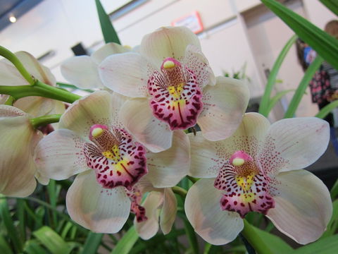 Sapphire Coast Orchid Club Winter Orchid Show - Phillip Island Accommodation 1