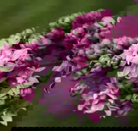 69th Annual Goulburn Lilac City Festival - Phillip Island Accommodation