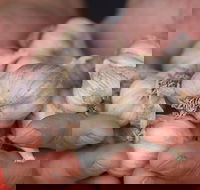 Armidale Farmers' Market - Phillip Island Accommodation