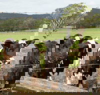 Bandon Grove Farm Tours - Phillip Island Accommodation