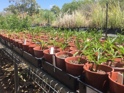 Conservation Volunteers Australia Townsville - Ocean View Nursery - Phillip Island Accommodation 2