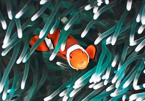 Great Barrier Reef Masters Games - Phillip Island Accommodation 1