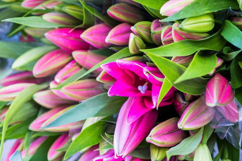 Harvest Launceston Community Farmers' Market - Phillip Island Accommodation 0