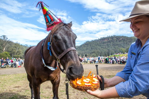Horses Birthday Festival - Phillip Island Accommodation 0