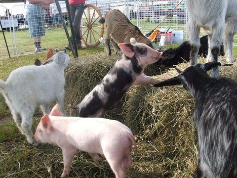 Primex Field Days - Online Virtual Event - Phillip Island Accommodation 2