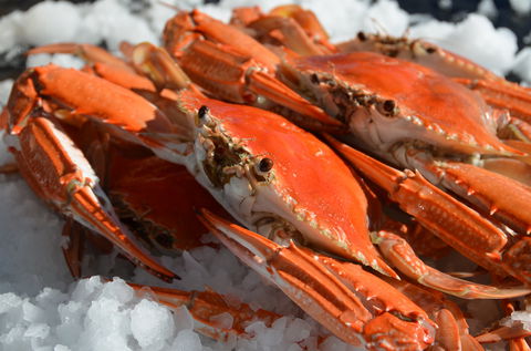 Seafood On Spencer - Phillip Island Accommodation 1