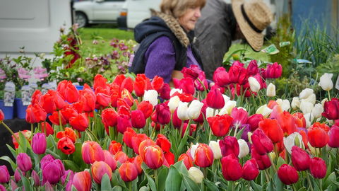 Spring Fling - Phillip Island Accommodation 0