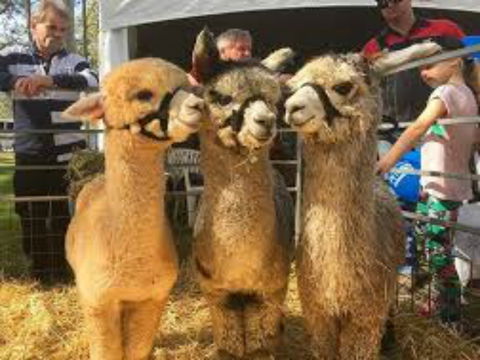 Tocal Field Days - Phillip Island Accommodation 2