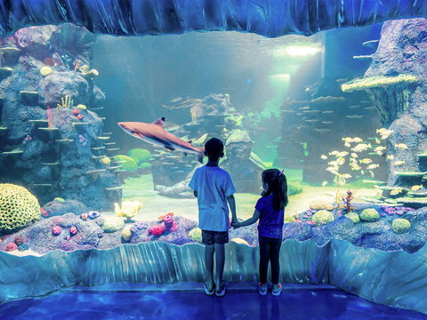 Sydney's Aquarium - Phillip Island Accommodation 1