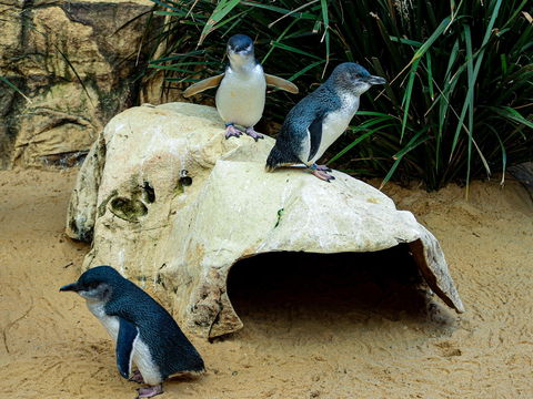 Sydney's Aquarium - Phillip Island Accommodation 2