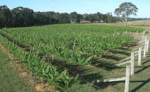 Yarralaw Springs Wines  - Cellar Door Wine Tasting - Phillip Island Accommodation 1