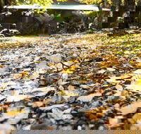Cradle Forest Inn - Phillip Island Accommodation