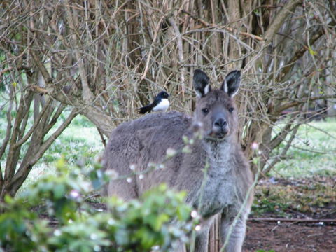 Jilba - Phillip Island Accommodation 2