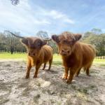 Cockatoo VIC Phillip Island Accommodation