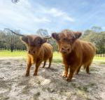 Cockatoo Cottages - Phillip Island Accommodation