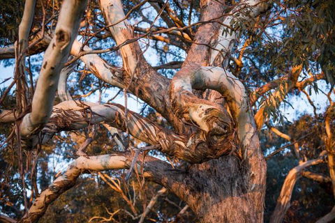 Dragonfly Cottages - Phillip Island Accommodation 4