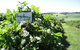 Pennyroyal Raspberry Farm & Cidery - thumb 3