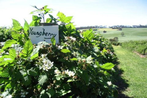 Pennyroyal Raspberry Farm & Cidery - Phillip Island Accommodation 3