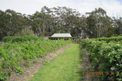 Pennyroyal Raspberry Farm & Cidery - Phillip Island Accommodation 6