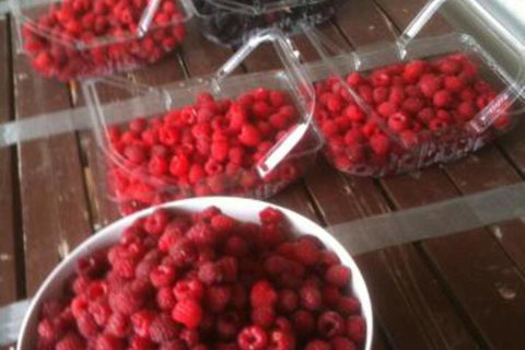 Pennyroyal Raspberry Farm & Cidery - Phillip Island Accommodation 7