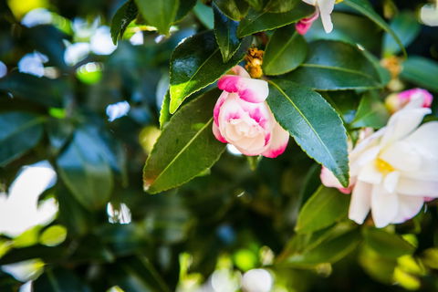 Whispering Pines Cottages - Phillip Island Accommodation 3