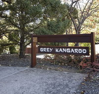 Grey Kangaroo- On Lake Jindabyne foreshore