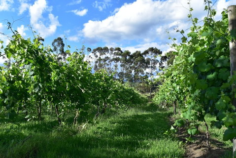 Labertouche Gypsy Creek Winery - Phillip Island Accommodation 1