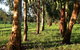 Labertouche Gypsy Creek Winery - thumb 2