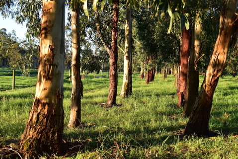 Labertouche Gypsy Creek Winery - Phillip Island Accommodation 2