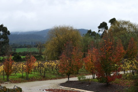 Labertouche Gypsy Creek Winery - Phillip Island Accommodation 5