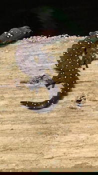 Cootharaba QLD Phillip Island Accommodation