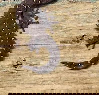 Beechs' Brook Rainforest Retreat - Phillip Island Accommodation