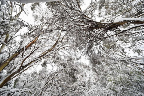 Powder 2a - Phillip Island Accommodation 0