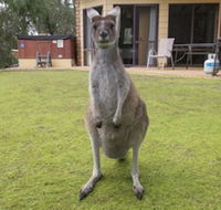 Yelverton Brook Conservation Sanctuary - Phillip Island Accommodation