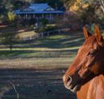 Historic Oak Hill House Estate Truffle Gourmet Festival Region - Phillip Island Accommodation