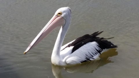 PS Federal Retreat Paddle Steamer Goolwa - Phillip Island Accommodation 5