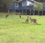 Blue House Denmark - Phillip Island Accommodation