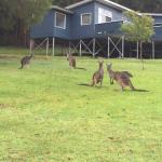 Blue House Denmark - Phillip Island Accommodation 0