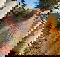 Quirindi Sunflower Motor Inn - Phillip Island Accommodation