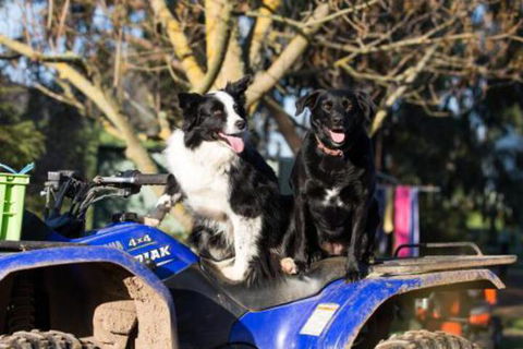 Fellcroft Farmstay - Phillip Island Accommodation 3