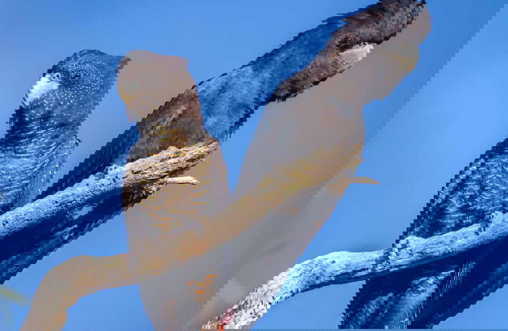 Burnside WA Phillip Island Accommodation