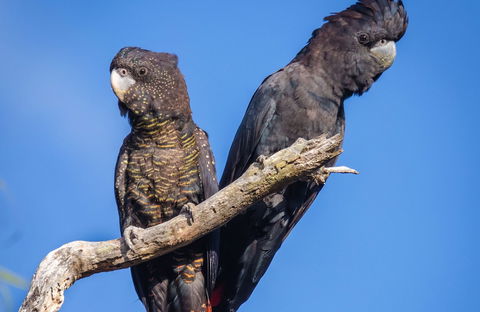 Bussells Bushland Cottages - Phillip Island Accommodation 0