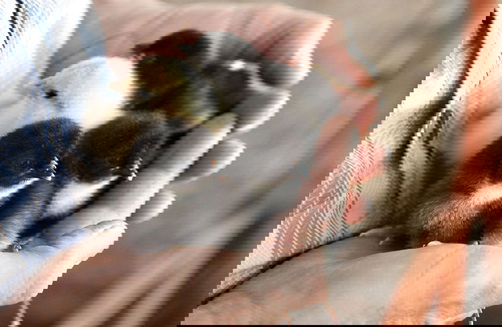 Bramley WA Phillip Island Accommodation