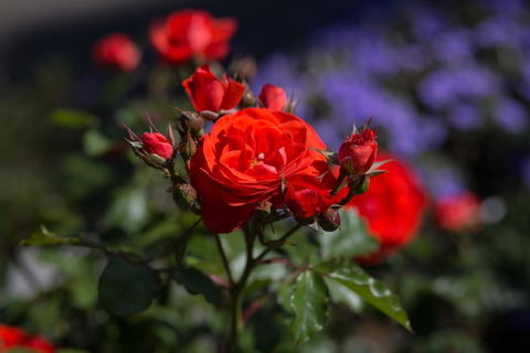 Willows Motel - Phillip Island Accommodation 5