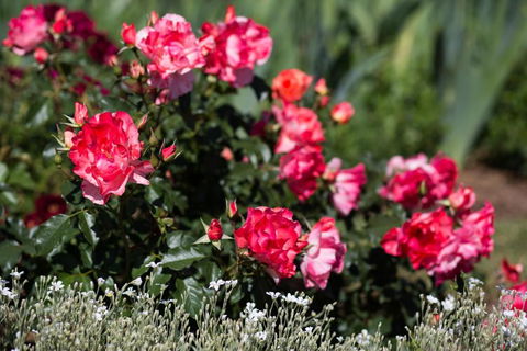 Willows Motel - Phillip Island Accommodation 2