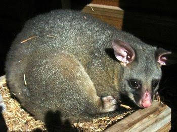 Giba Gunyah Country Cottages - Phillip Island Accommodation 0