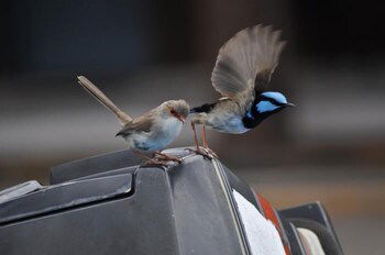 Edgewater Motel Ulladulla - Phillip Island Accommodation 1