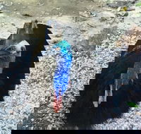 Licuala Lodge - Phillip Island Accommodation