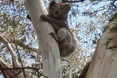 Wilsons Promontory Motel - Phillip Island Accommodation 0