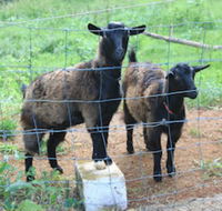 Alstonville Country Cottages - Phillip Island Accommodation